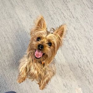 Ella The Sassy Silky Terrier 🐶🐾🦴🐶 Stop By & Say Hello @lasassychica